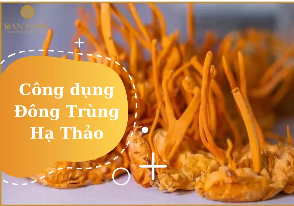 Công dụng của đông trùng hạ thảo