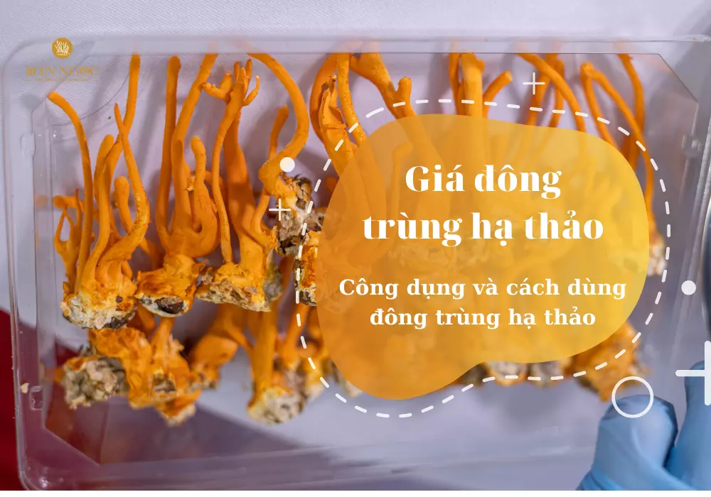 Đông Trùng Hạ Thảo đan ngọc