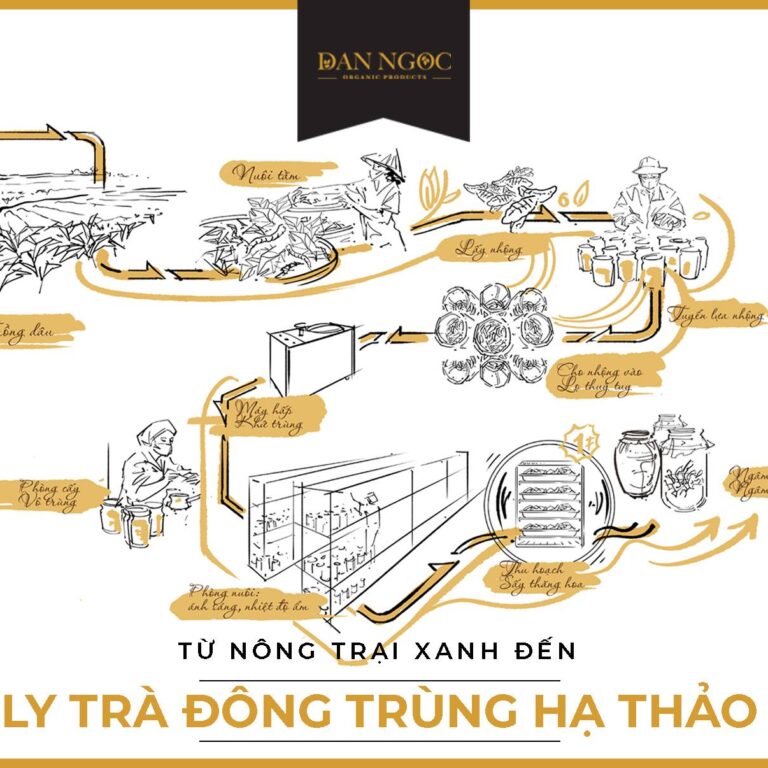 Quy trình nuôi cấy Đông Trùng Hạ Thảo Đan Ngọc