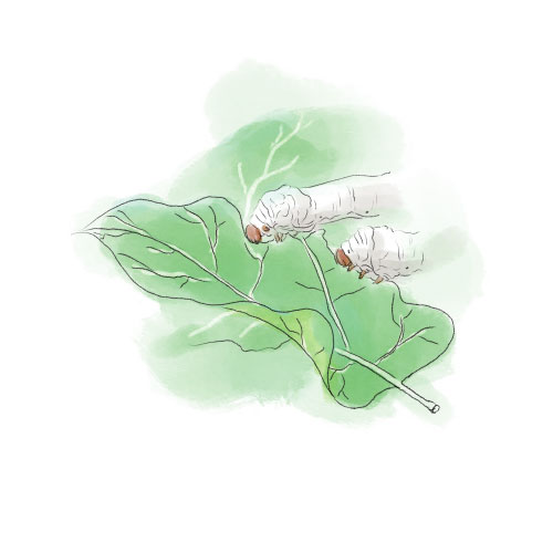 Quy trình sản xuất đông trùng hạ thảo đan ngọc